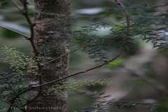 Asparagus gonoclados